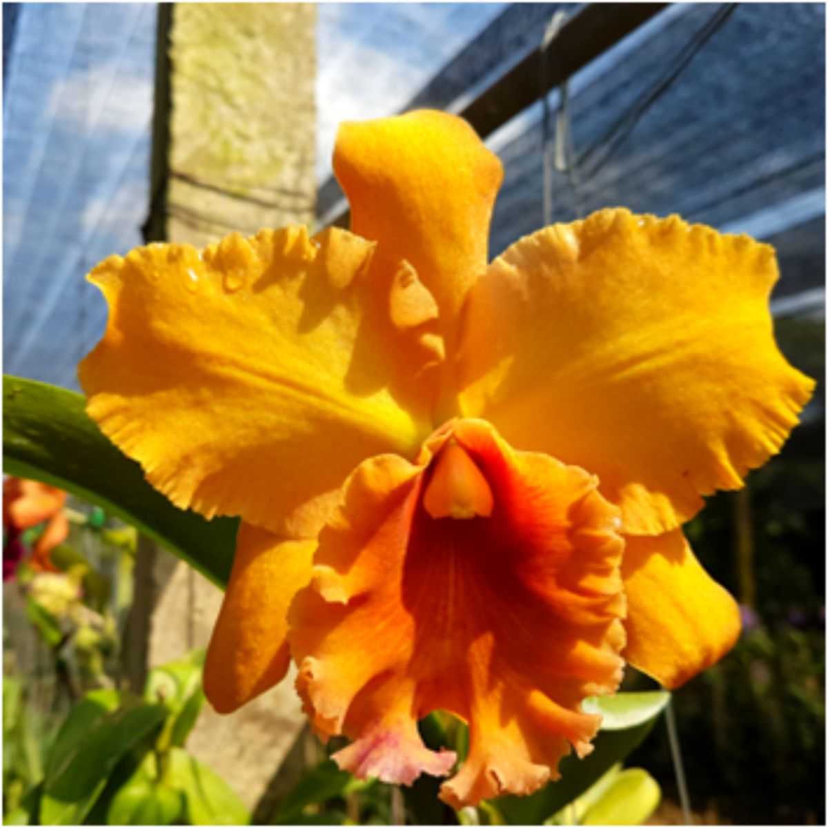 RLC Suvarnabhumi Delight Apricot Orchid Flower - Exquisite Apricot-Hued Blossoms in Full Bloom