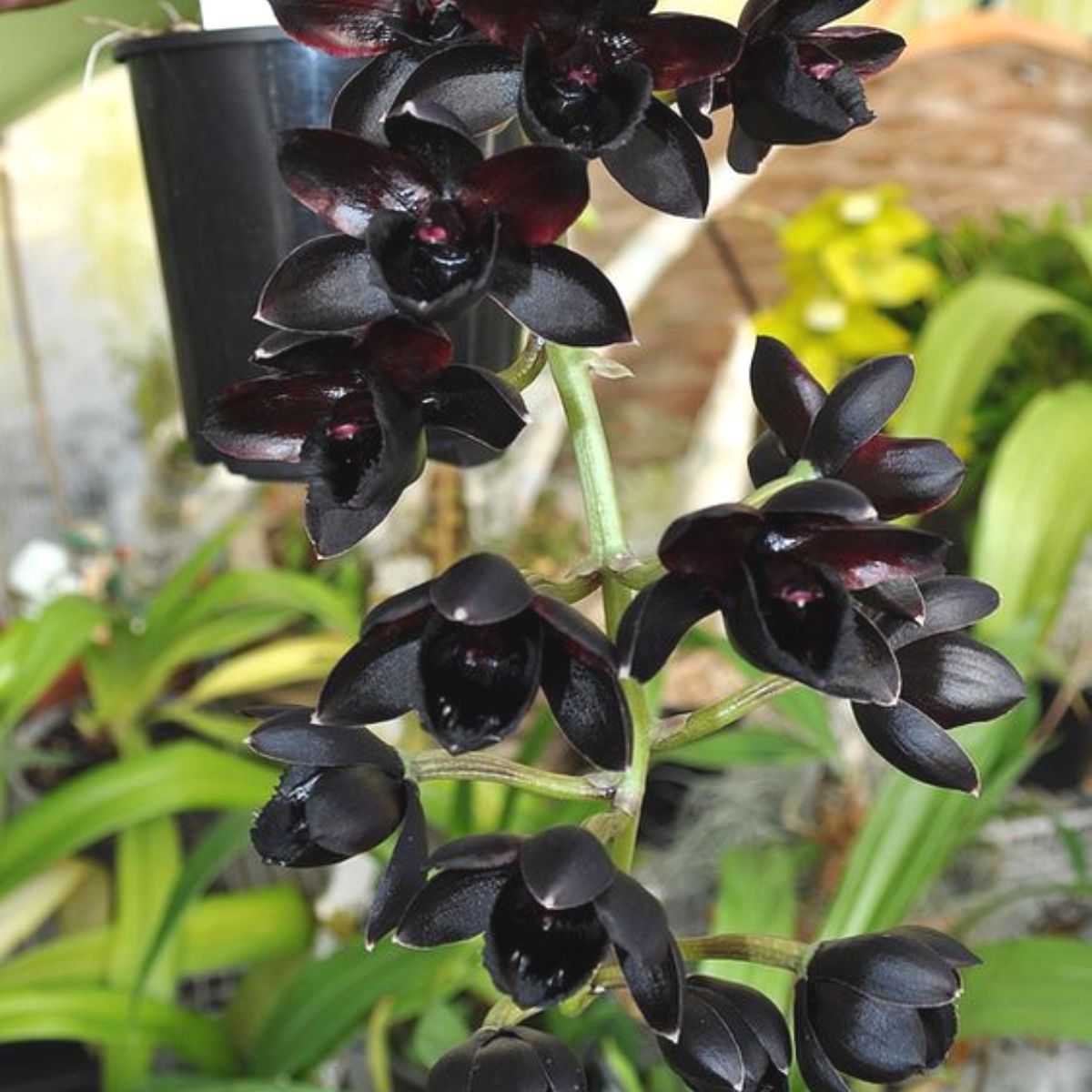 Breathtaking blooms of Mormodia Painted Desert x CTSM Alexa Good One orchid, showcasing vibrant colors and intricate patterns
