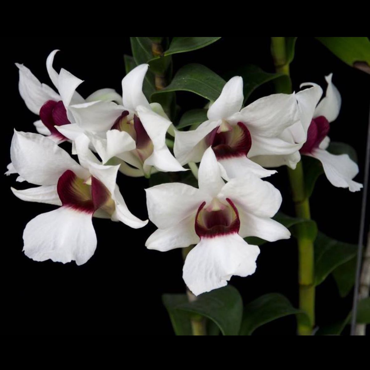 Dendrobium Dearei x Sanderae var. Major orchid - Exquisite blooms with unique hybrid characteristics - Buy Online