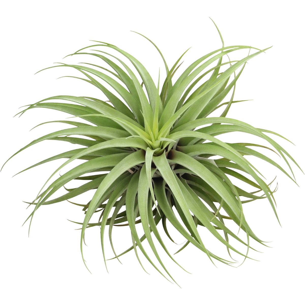 Tillandsia Capitata Air Plant - Silver-gray Foliage and Graceful Form