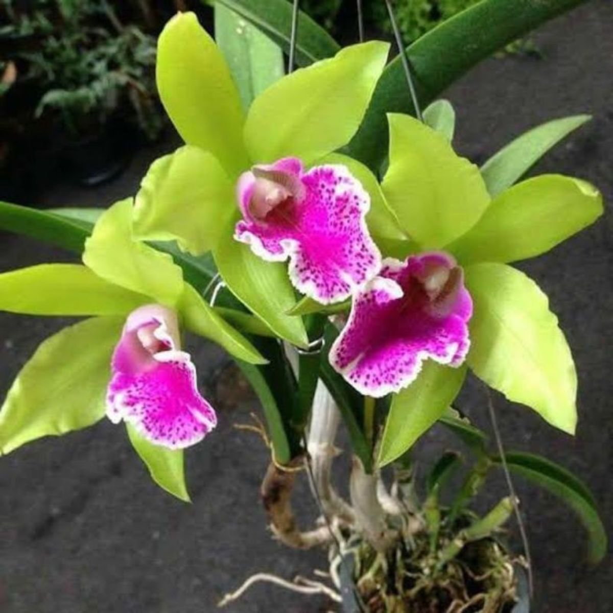 RLC Dude 2 x RLC Mem. Helen Brown x Little Star Orchid - Exquisite Hybrid Blooms of Captivating Beauty