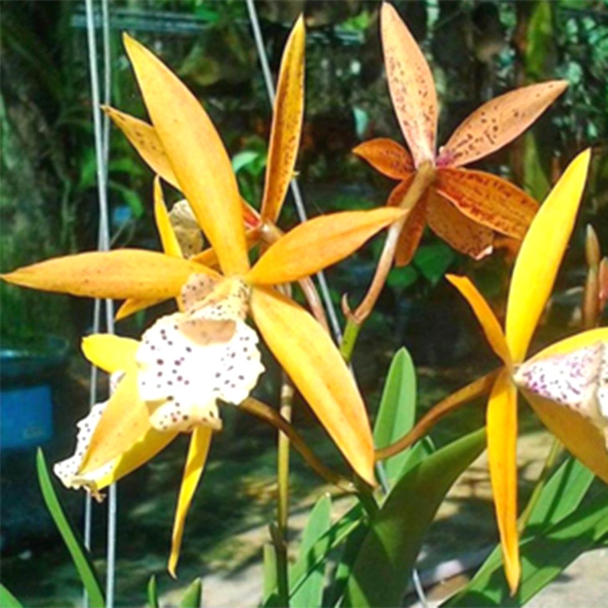 Encyleyvola Jairak Canary Orchid - Exotic Yellow Blooms Resembling Vibrant Canary Birds