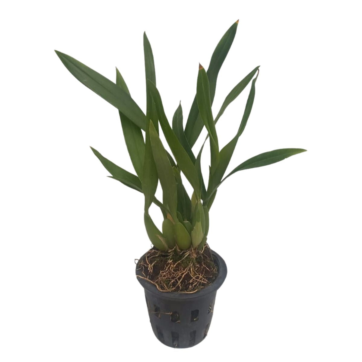 Encyclia cochleata orchid plant with multiple flower spikes