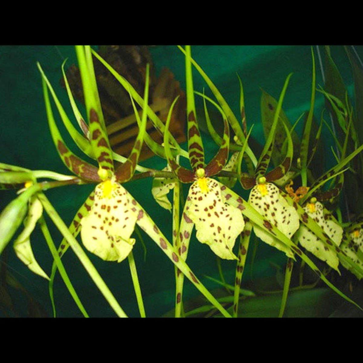 Close-up of a mesmerizing Brs. Eternal Wind orchid, showcasing its unique blend of colors and graceful petals.