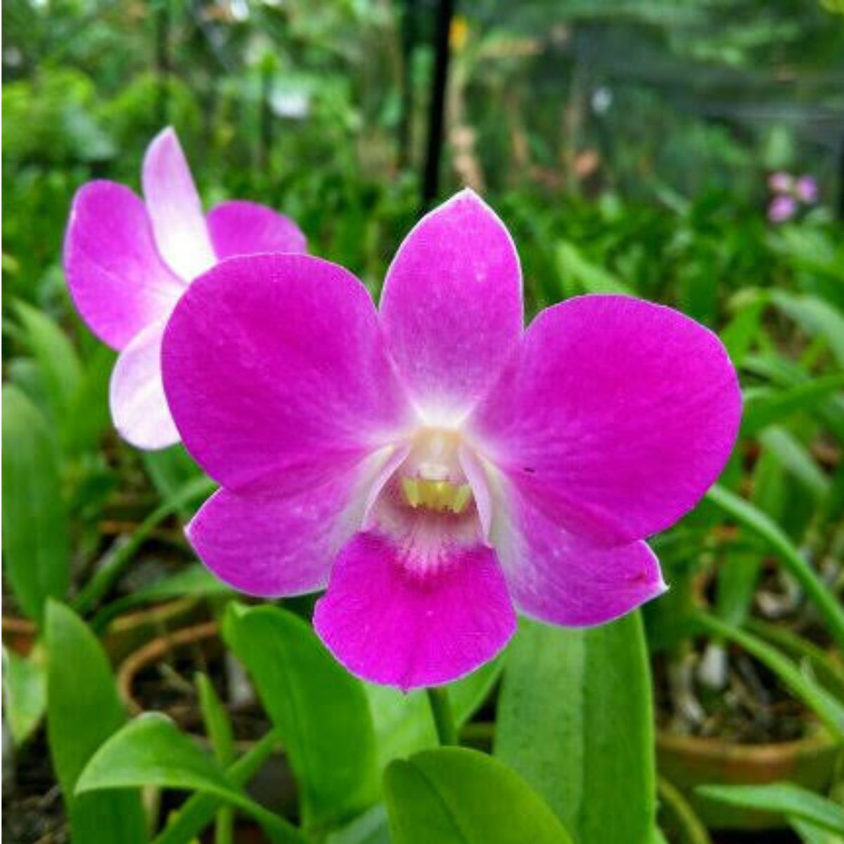 Dendrobium Tanida Pink Orchid - Gorgeous Pink Blooms with a White Center