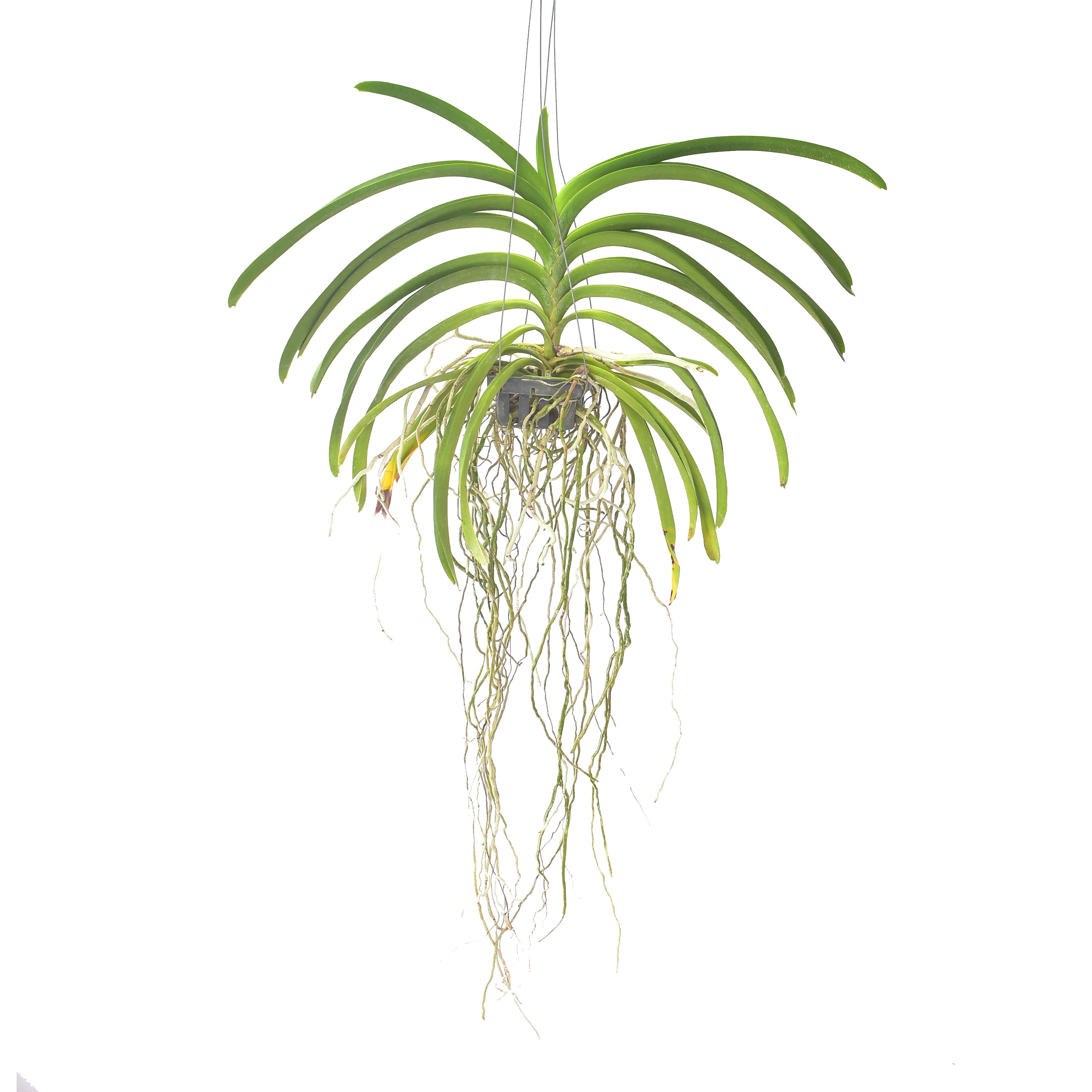 Vandachostylis Roll on Red orchid plant with healthy strap shaped foliage, strong aerial roots, and vigorous tropical growth suitable for hanging orchid displays, greenhouse orchid collections, Orchid Plants Online India, premium live orchid plants, and customers searching for exotic red orchid hybrids online in India.