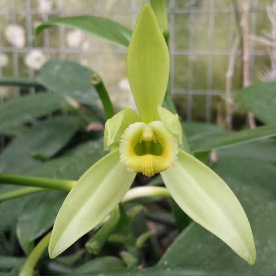 Healthy Vanilla planifolia 'Variegata' orchid plant with striking green and cream variegated leaves growing as a climbing vine, a rare orchid plant available online in India.