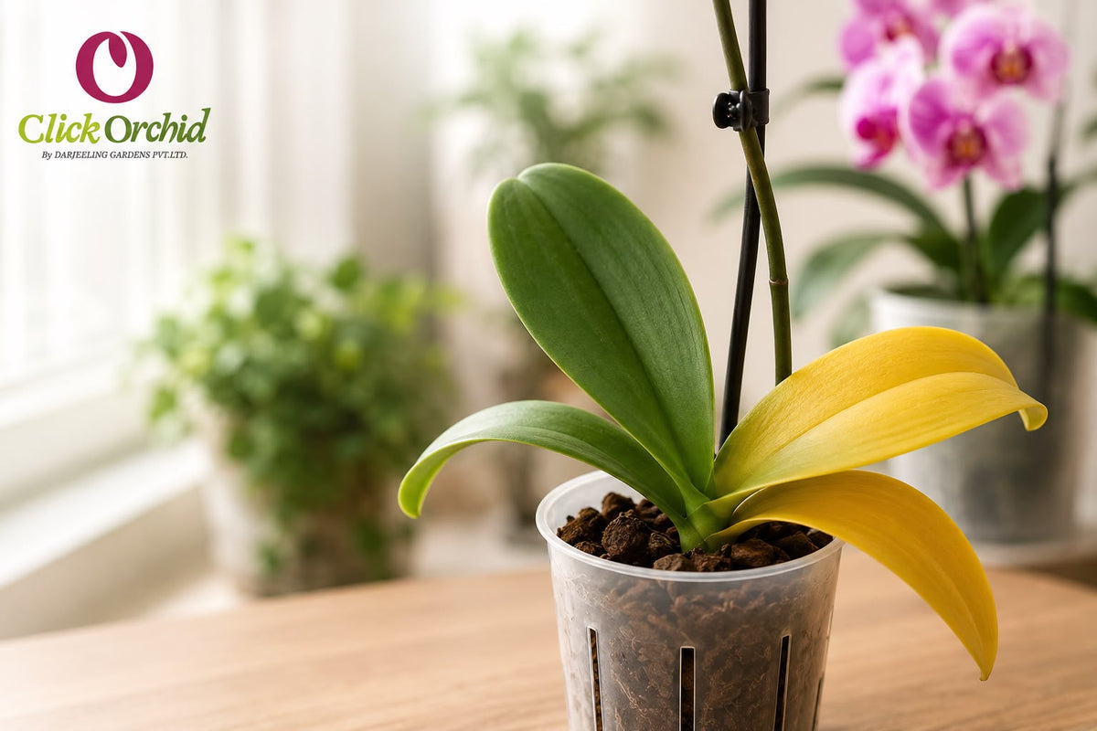 What to Do When Orchid Leaves Turn Yellow (Complete Fix Guide for Healthy Orchids)