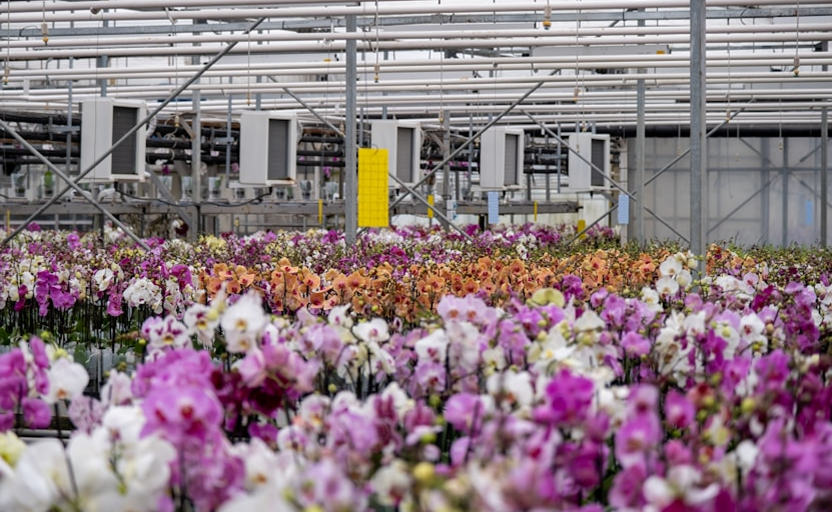 Choosing the Right Orchid for Commercial Applications