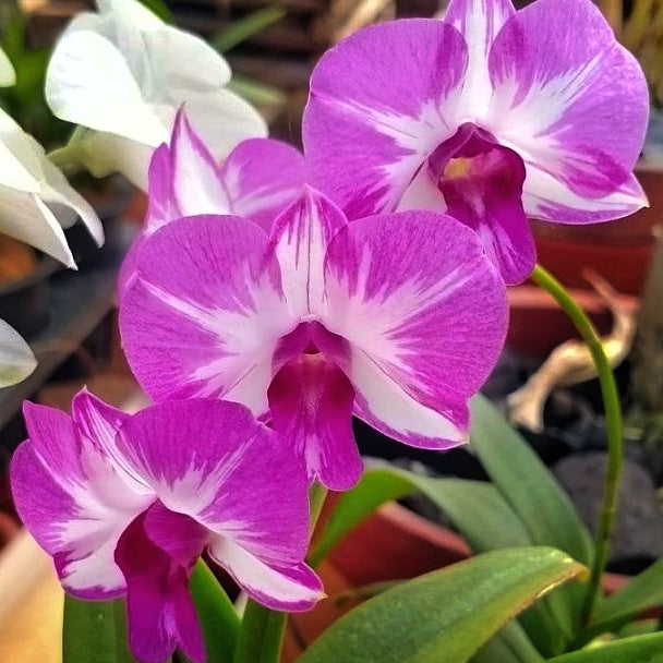 Dendrobium Mickey Splash Orchid Flower - Playful Colors and Patterns Evoking Whimsical Beauty