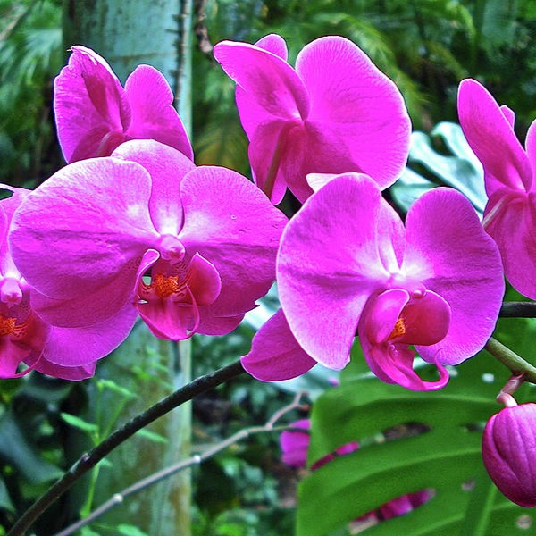 Phalaenopsis Rainbow Village (Taiwan)