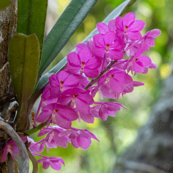 Asctm.christensonianun x Asctm.ampullaceum