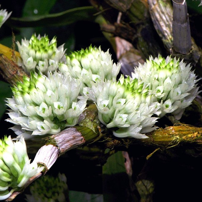 Dendrobium capituliflorum