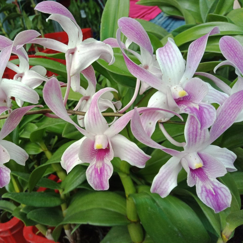 Dendrobium King Thanh Cong