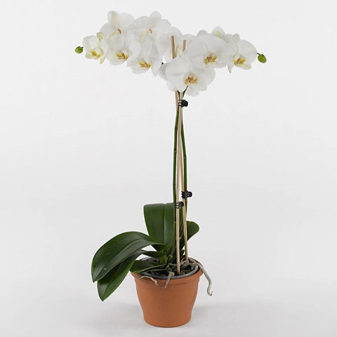 Phalaenopsis Zola