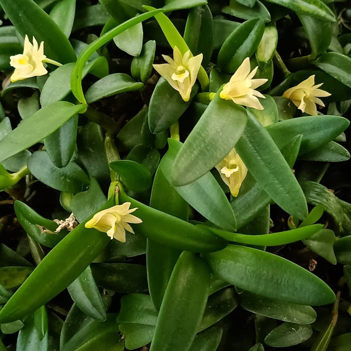 Dendrobium pachyphyllum