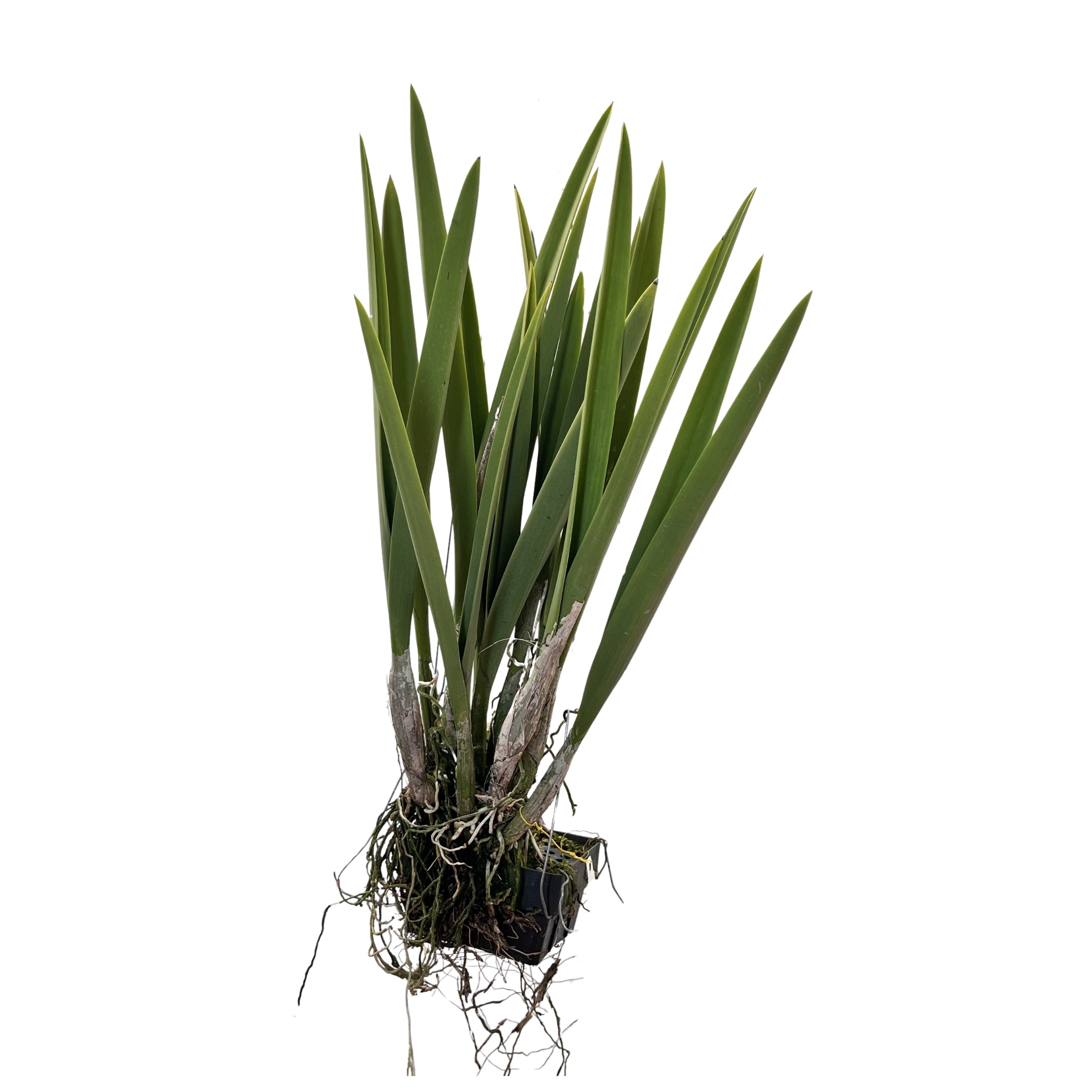 Encyvola Jairak Treasure 'Pitohui'