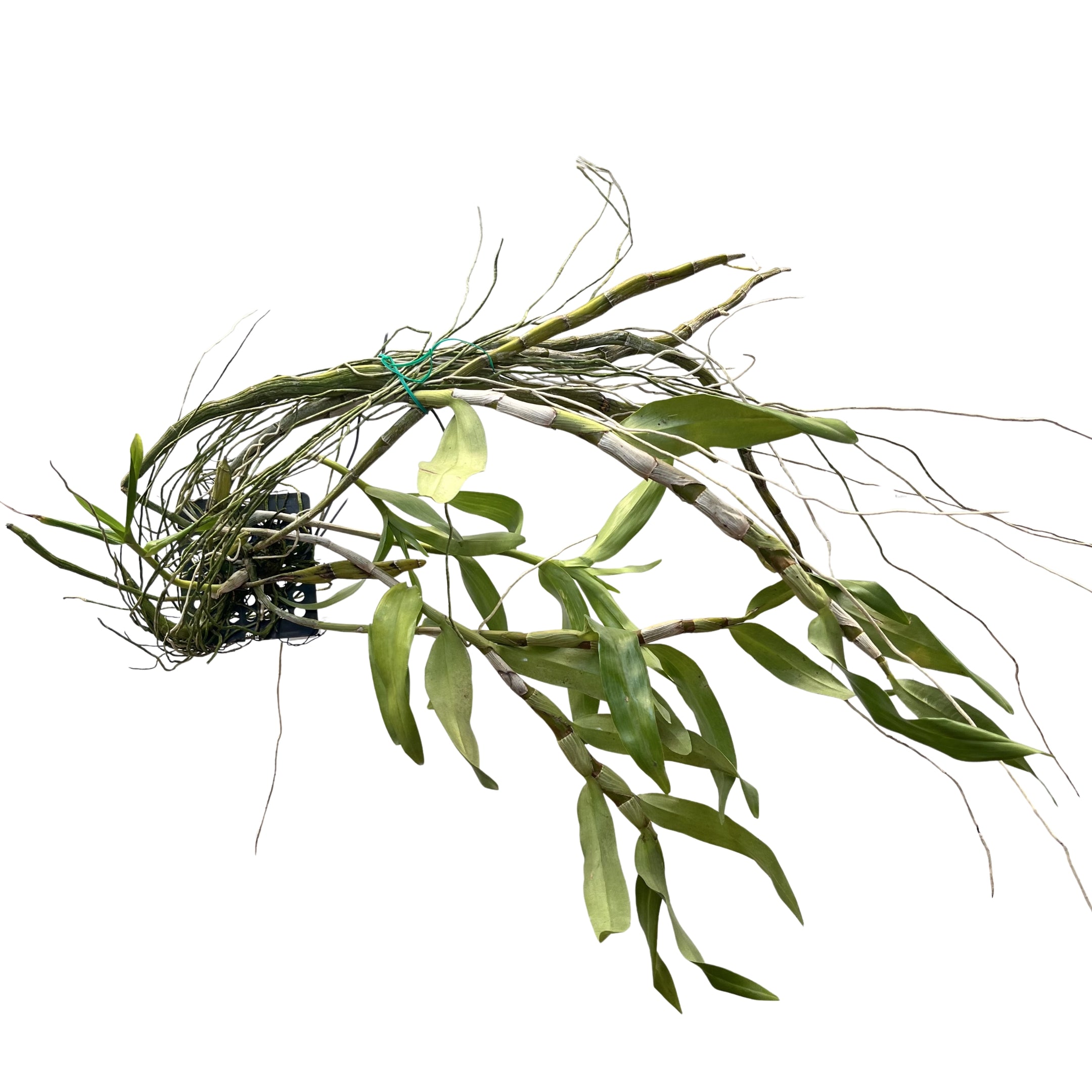 Dendrobium Tortile x Friedericksianum