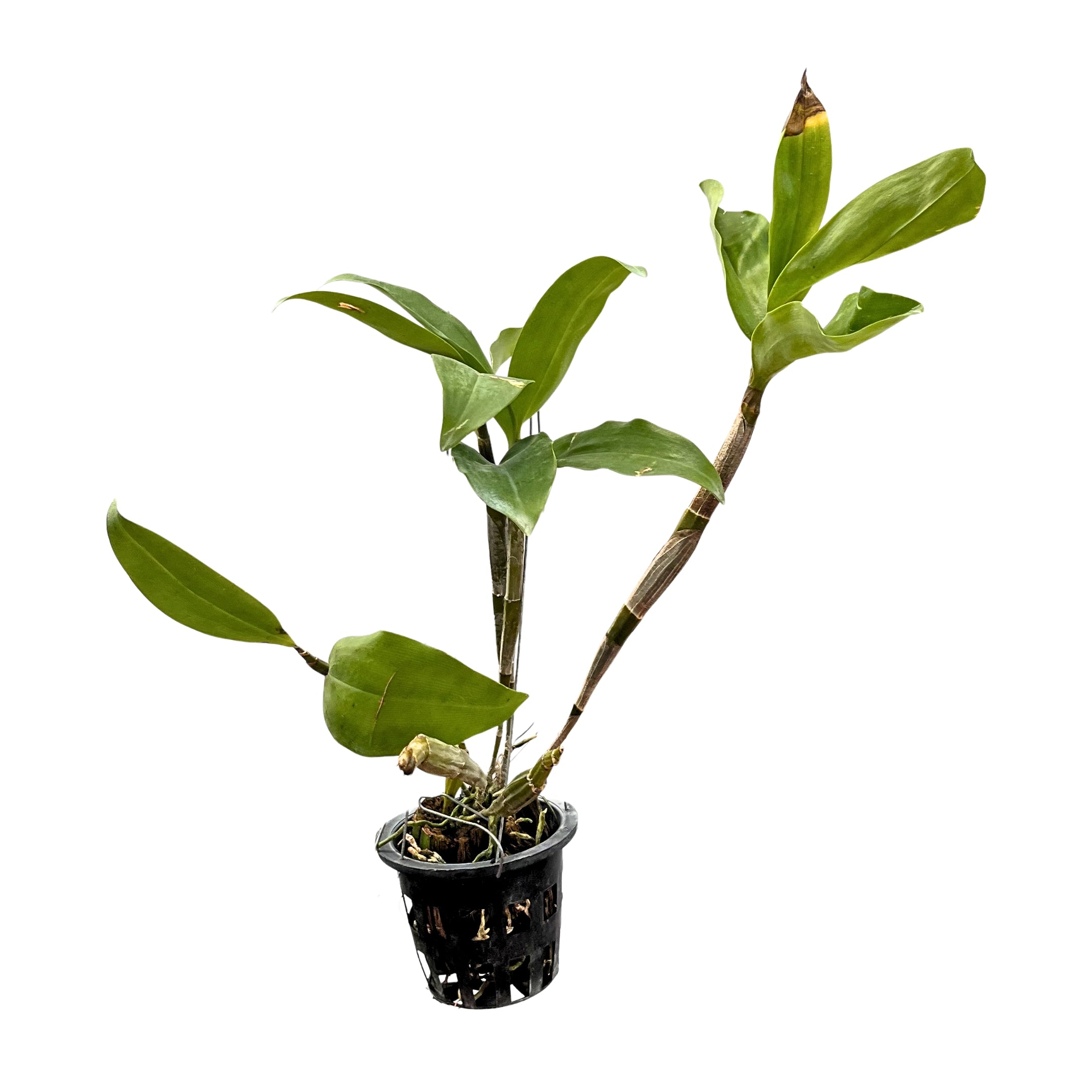 Dendrobium thyrsiflorum