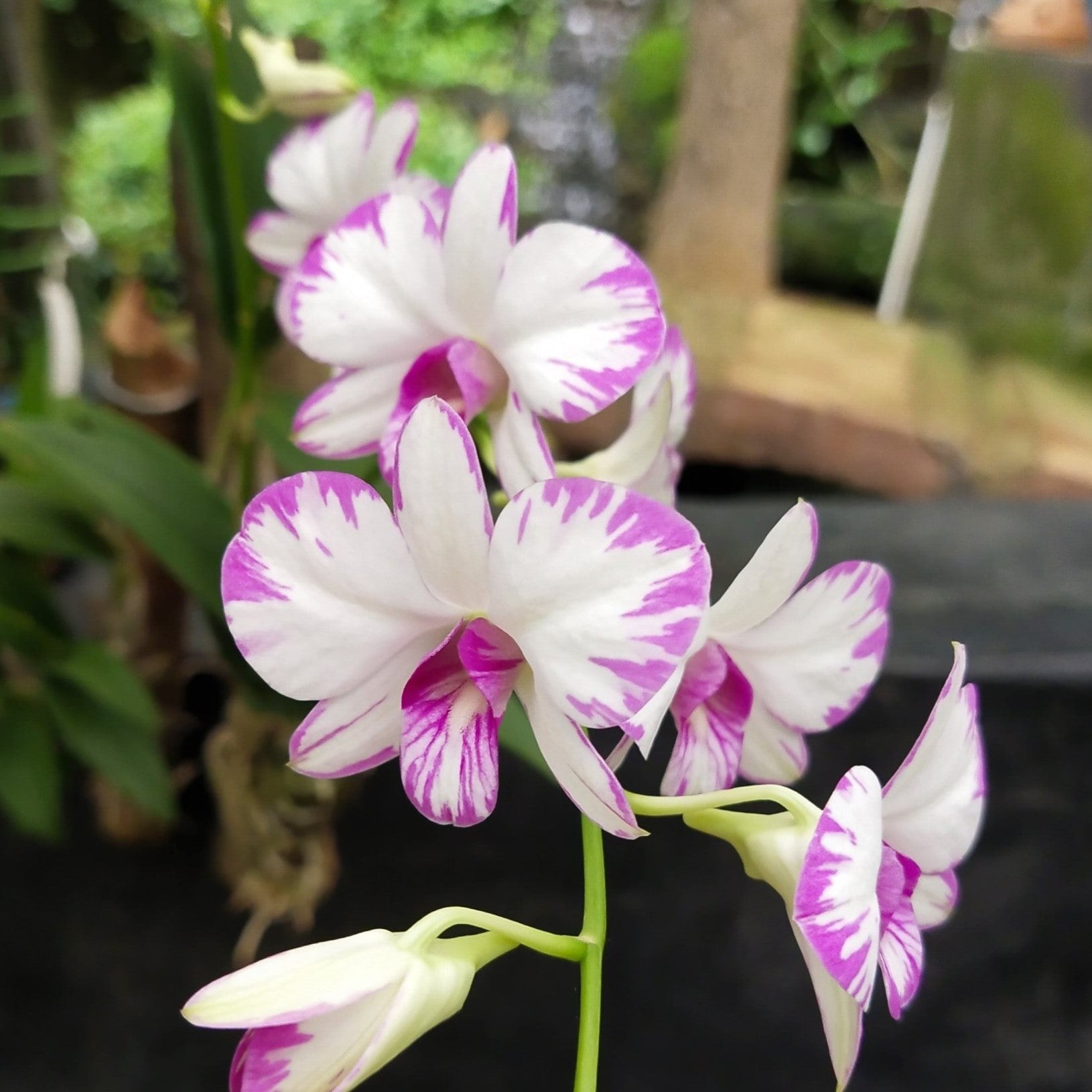 Dendrobium Kinnaree