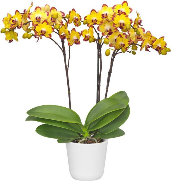 Phalaenopsis Papagayo