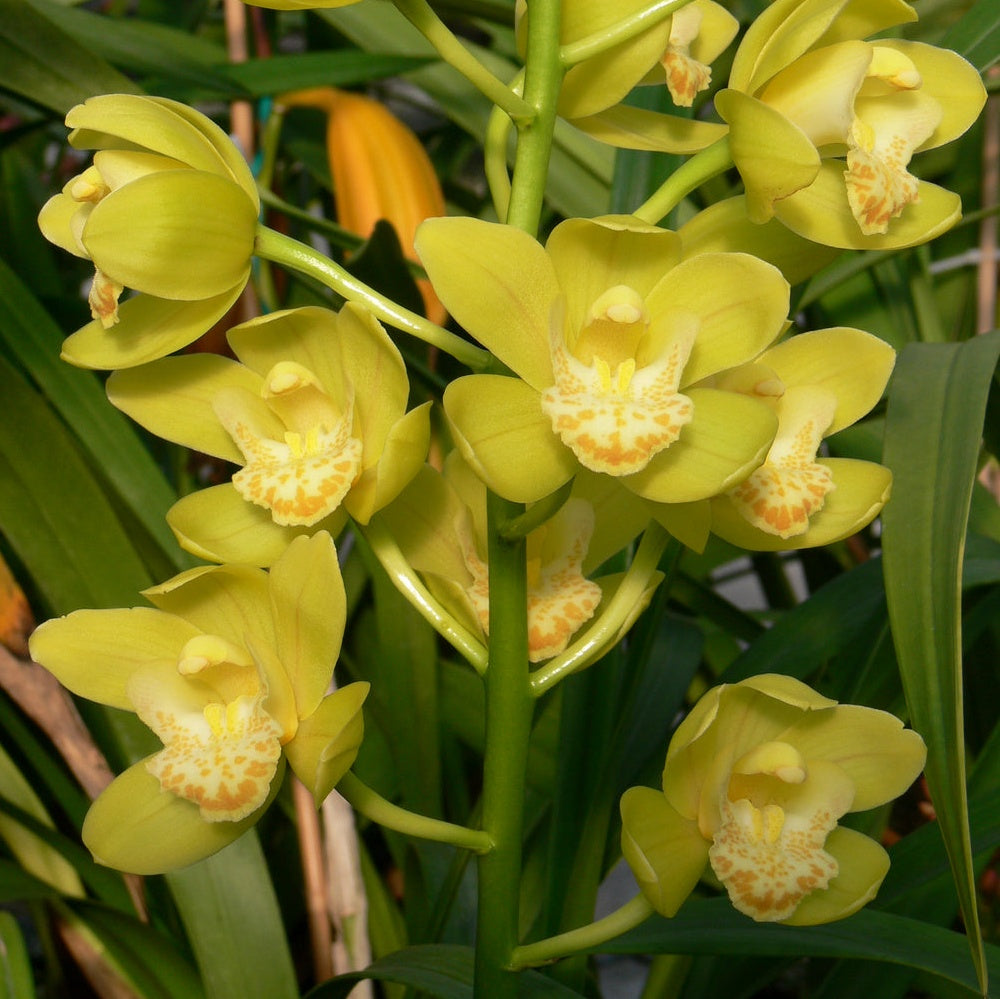 Introducing the captivating Cymbidium Pharaoh's Dream Orchid, a botanical treasure that will transport you to an exotic realm of beauty and enchantment.