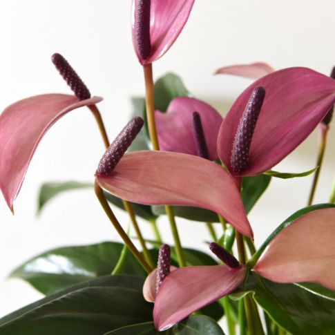 "Anthurium Zizou - exotic blooms with vibrant colors against lush green foliage - premium quality plant for corporate environments - Click Orchid