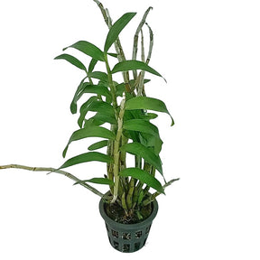 Bring nature's elegance into your life with the Dendrobium Smillieae orchid.