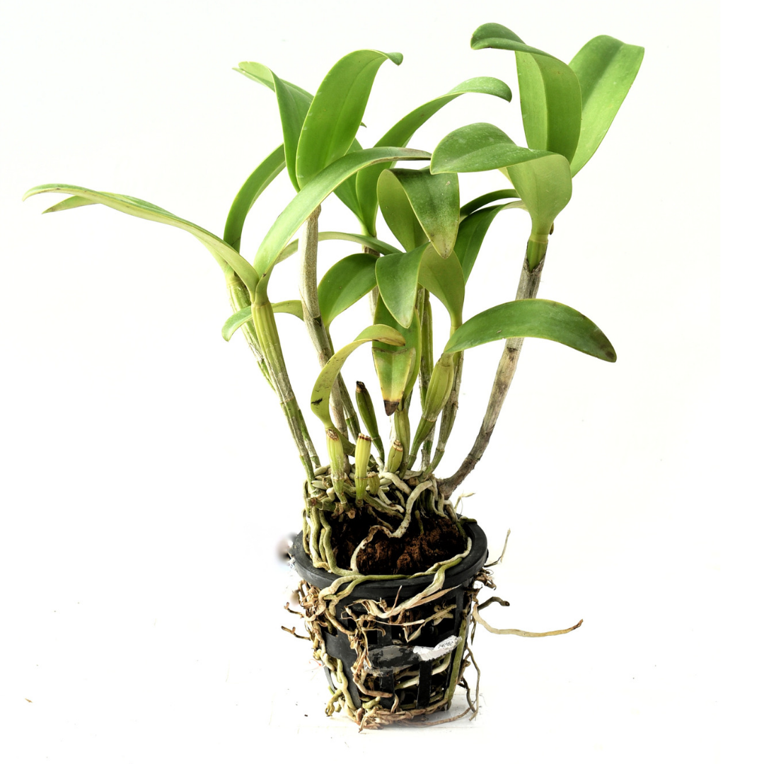 Enhance Your Space with the Radiant Cattlianthe Netrasiri Waxy Orchid