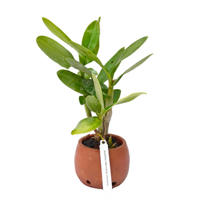 Dendrobium burana jade x lasianthera