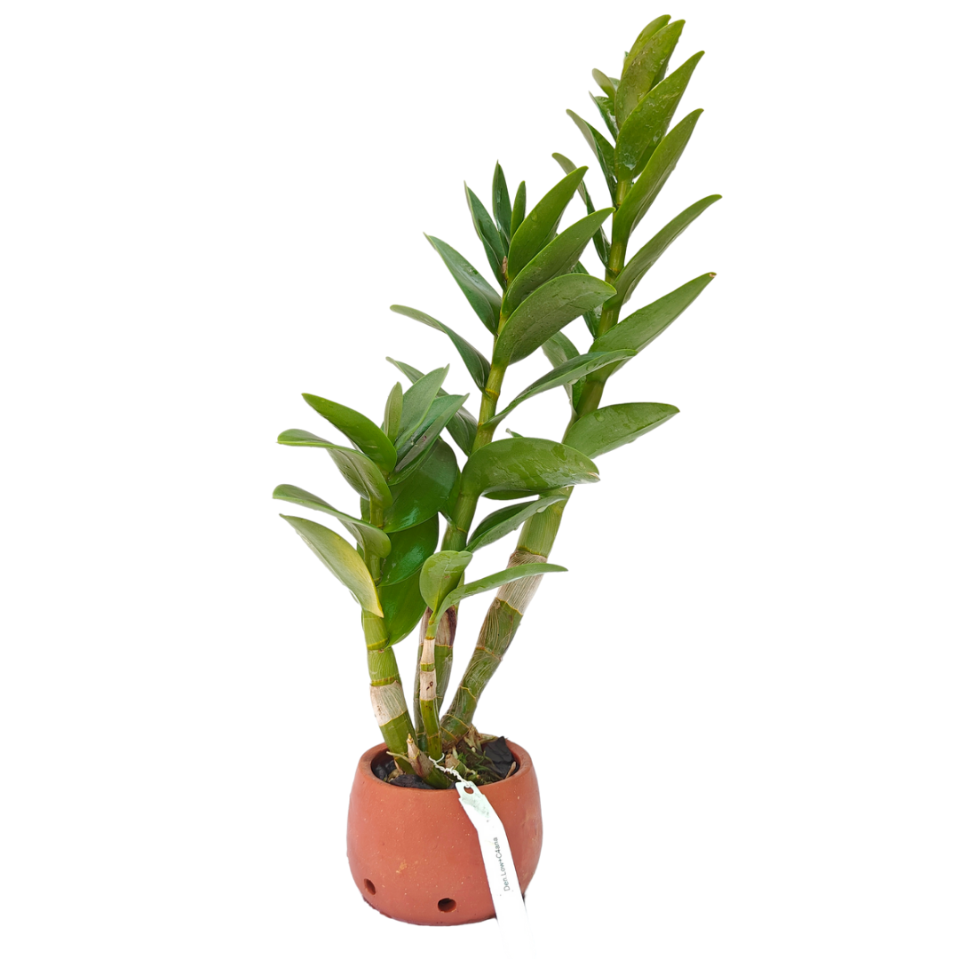 Dendrobium Lowana C4
