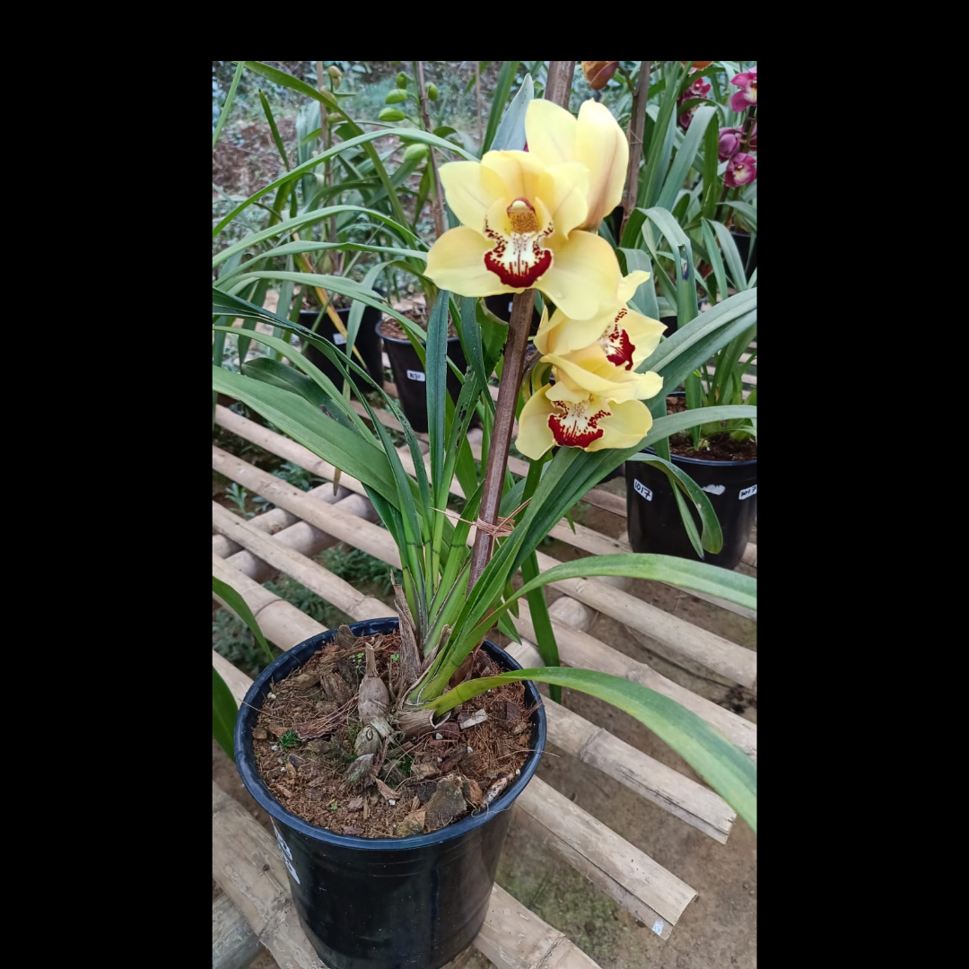 Cymbidium Pine Clash ‘Moon Venus’