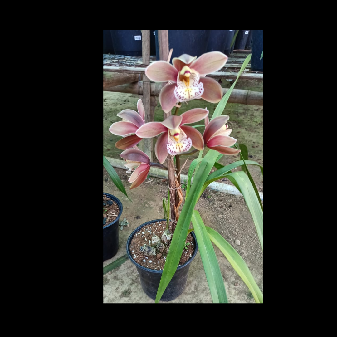 Cymbidium Valley Chainti Wine