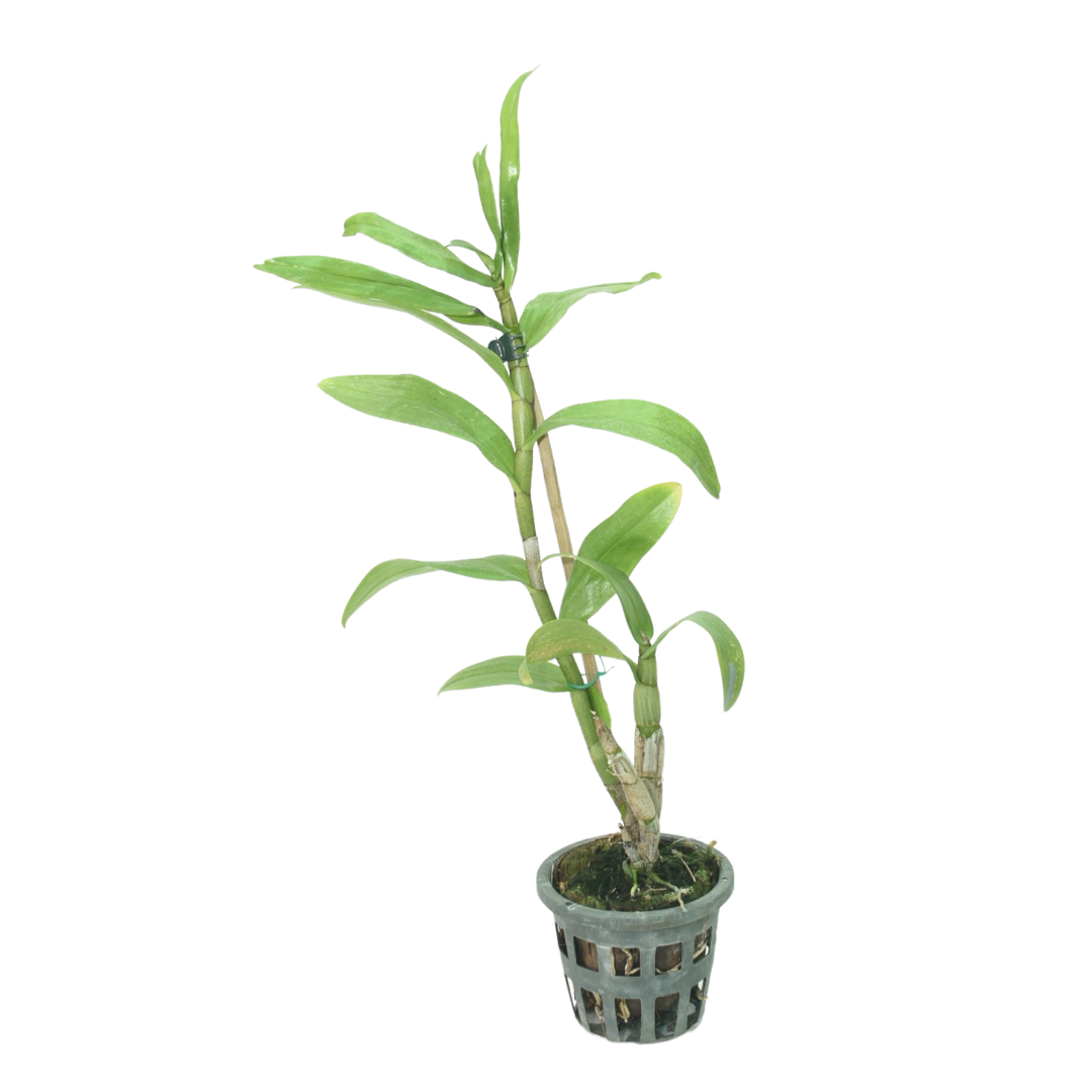Dendrobium Roongkamol