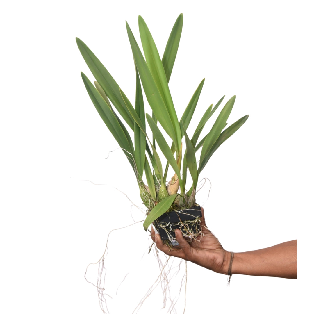 Encyclia Jairak Arrow