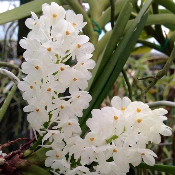 Ascocentrum ampullaceum alba