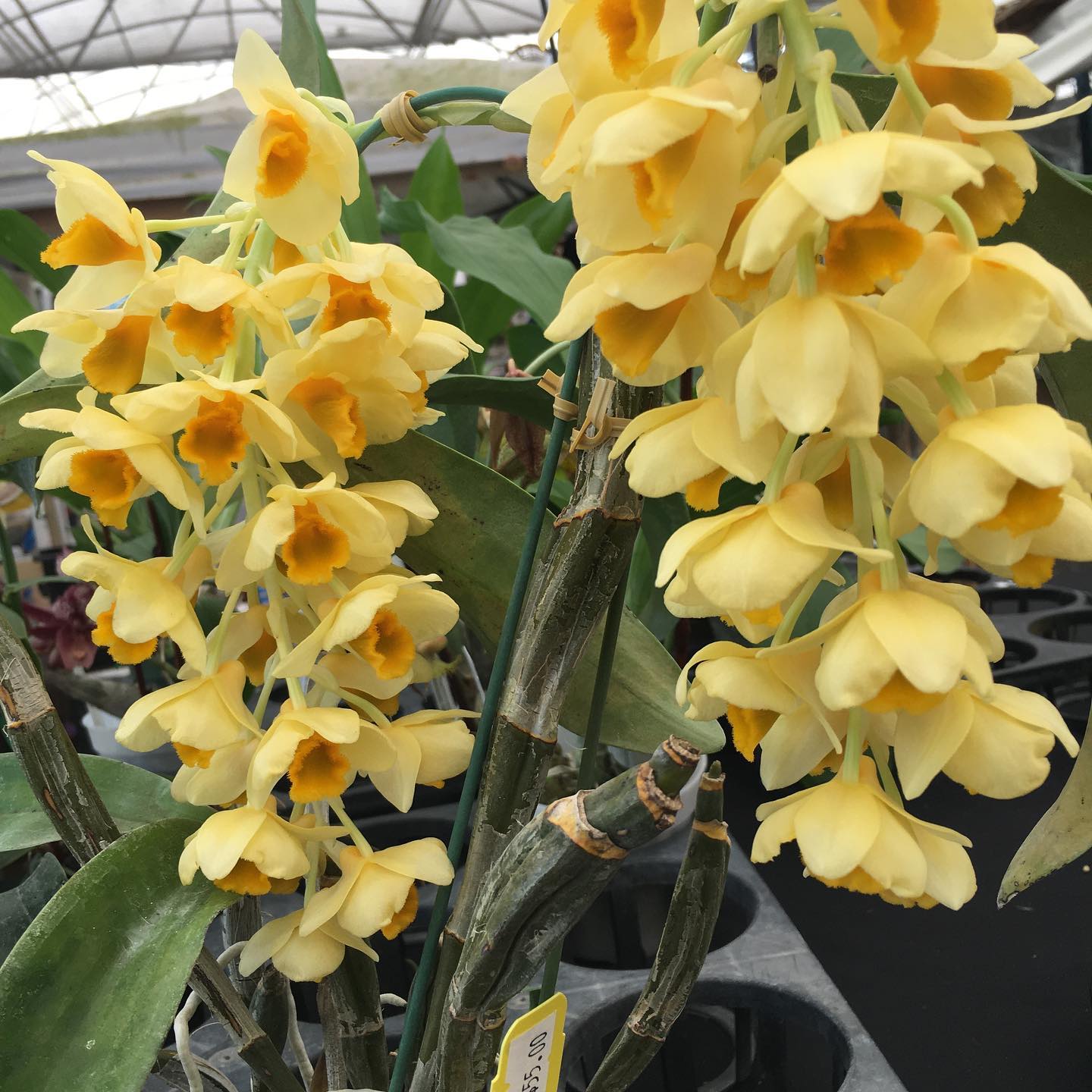 Dendrobium griffithianum x densiflorum