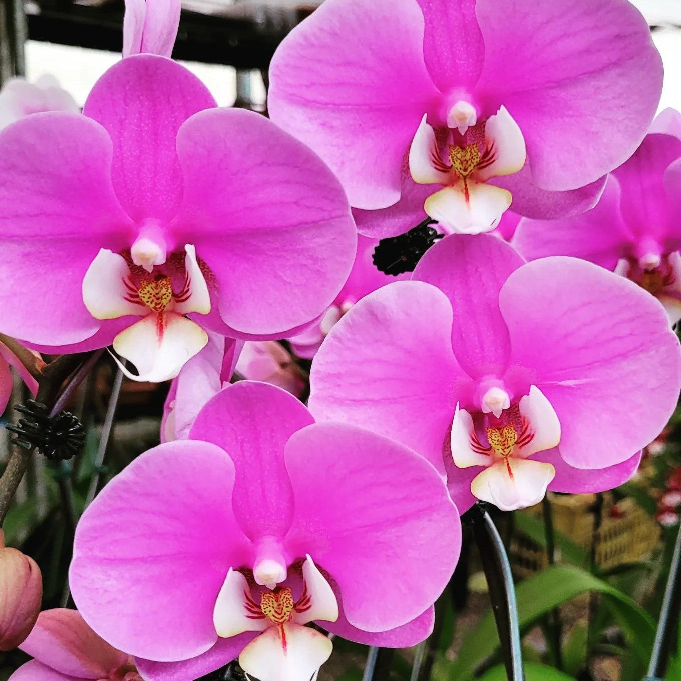 Phalaenopsis Taisuco Anna (Taiwan)