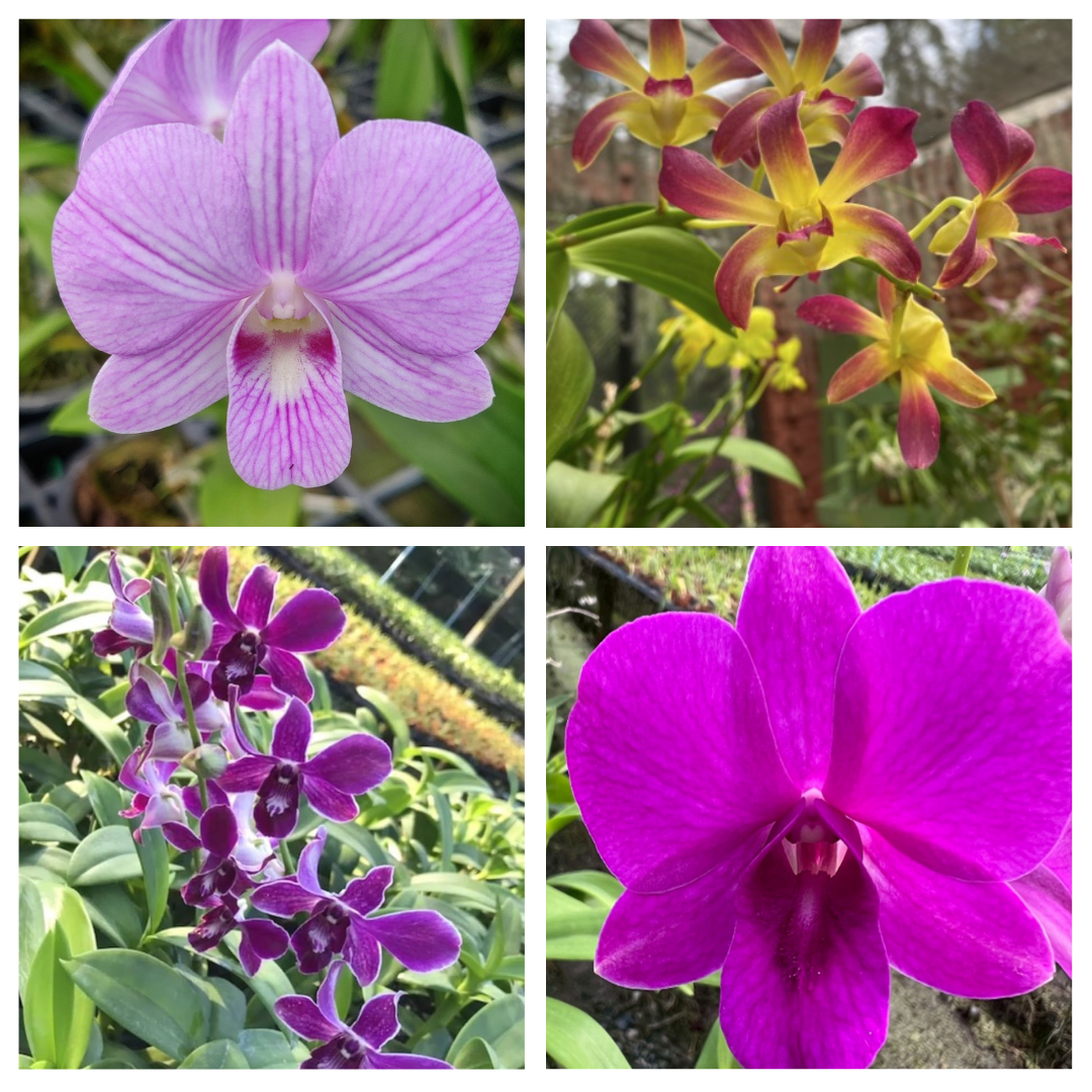 Dendrobium Seedling Combo