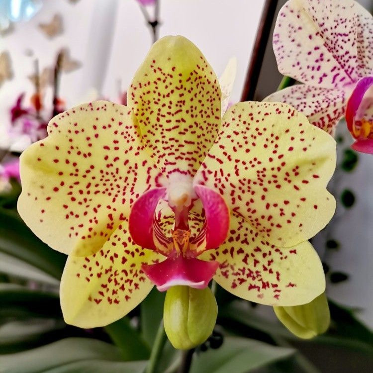 Phalaenopsis Fancy Freckles