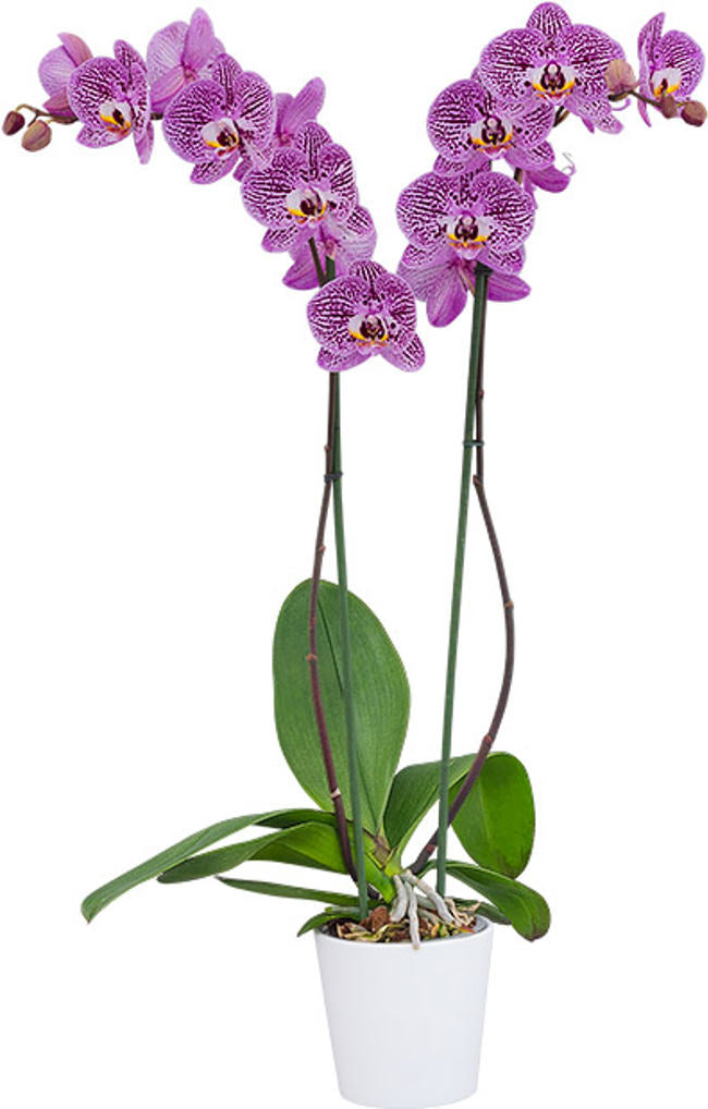 Phalaenopsis Impulsive