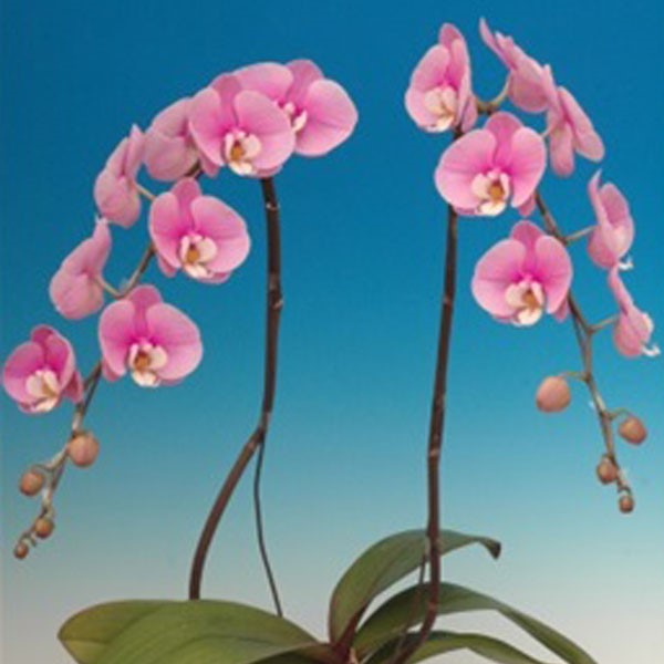 Phalaenopsis Taisuco Anna (Taiwan)