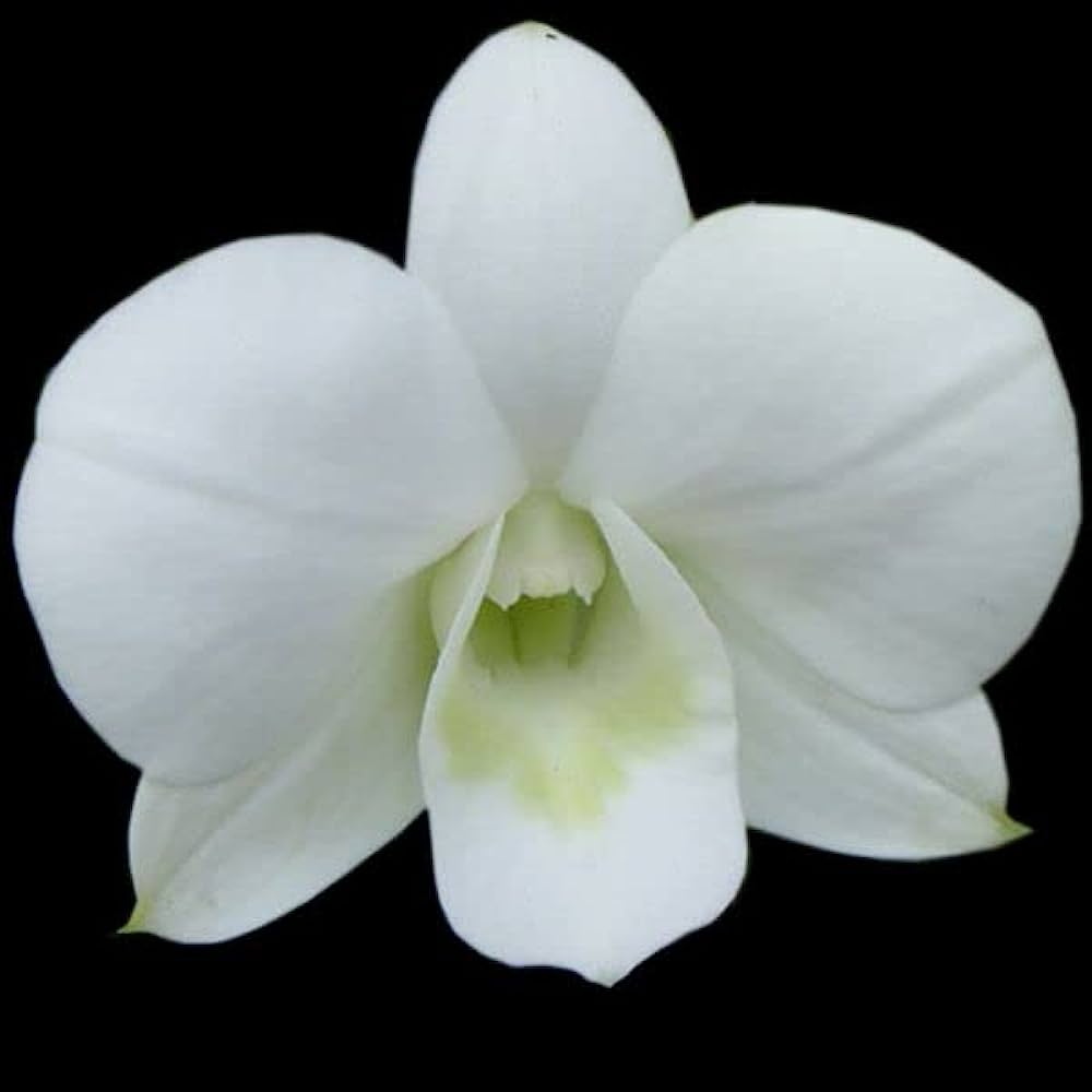 Dendrobium Paranasri White orchid flower - Exquisite white blooms that embody elegance and sophistication