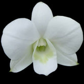 Dendrobium Airy Snow orchid flower - Delicate and pristine white blooms that exude ethereal beauty