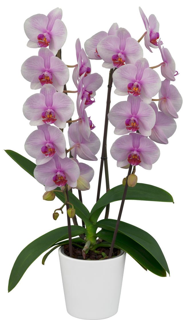 Phalaenopsis Eve