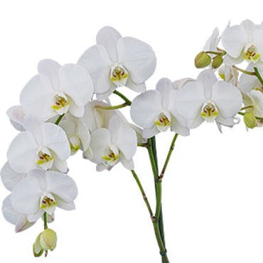 Phalaenopsis Frontier