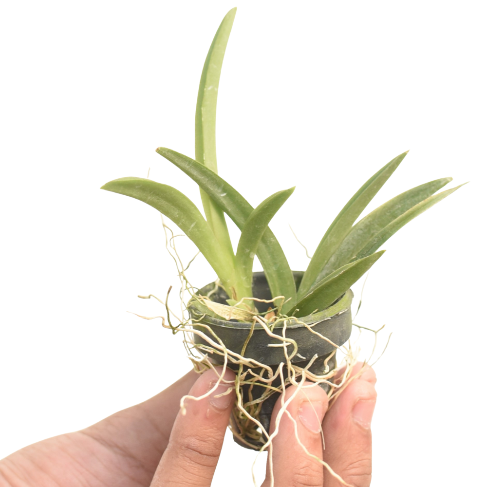 Tolumnia Jairak Flyer 'Cartoon'