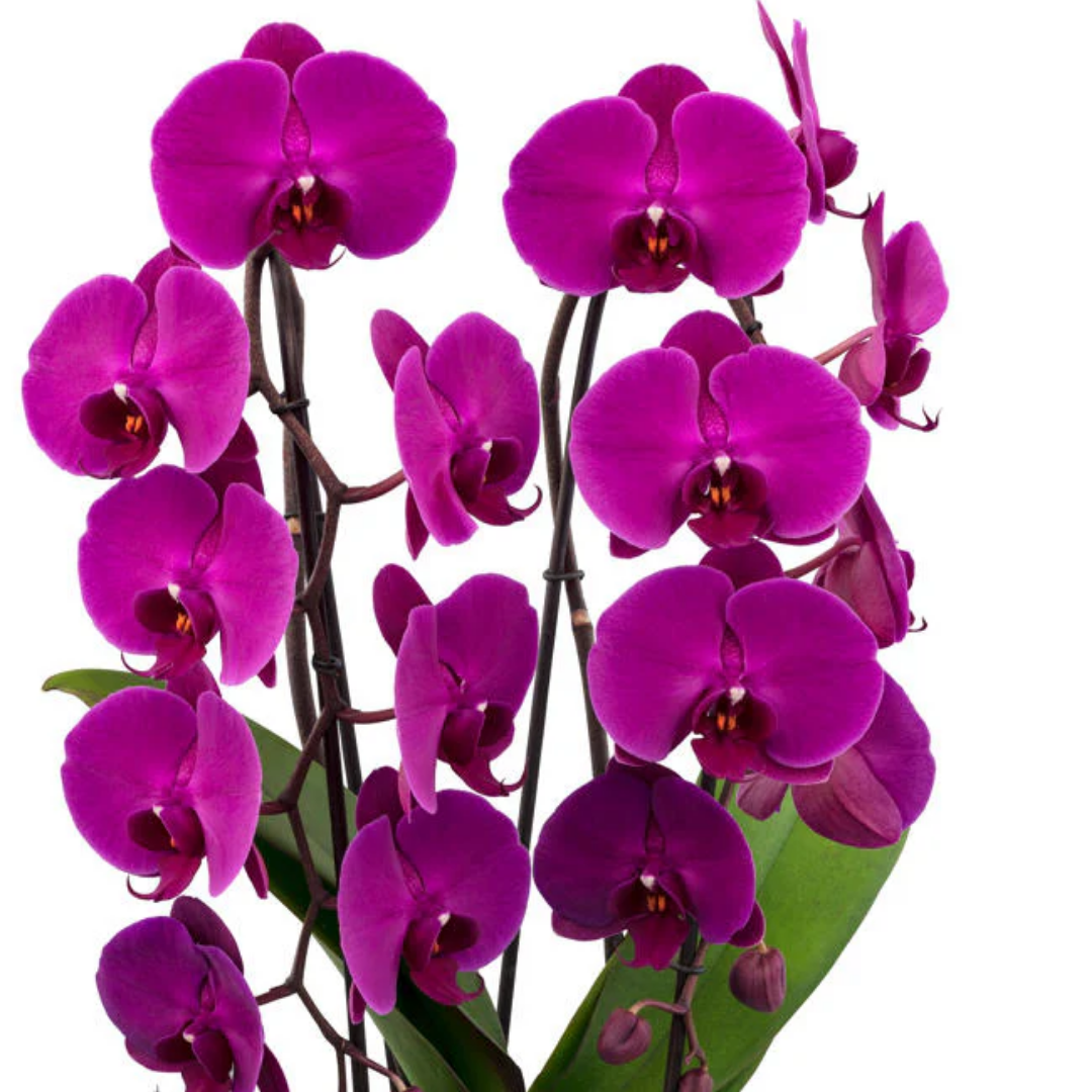 Phalaenopsis Freeride
