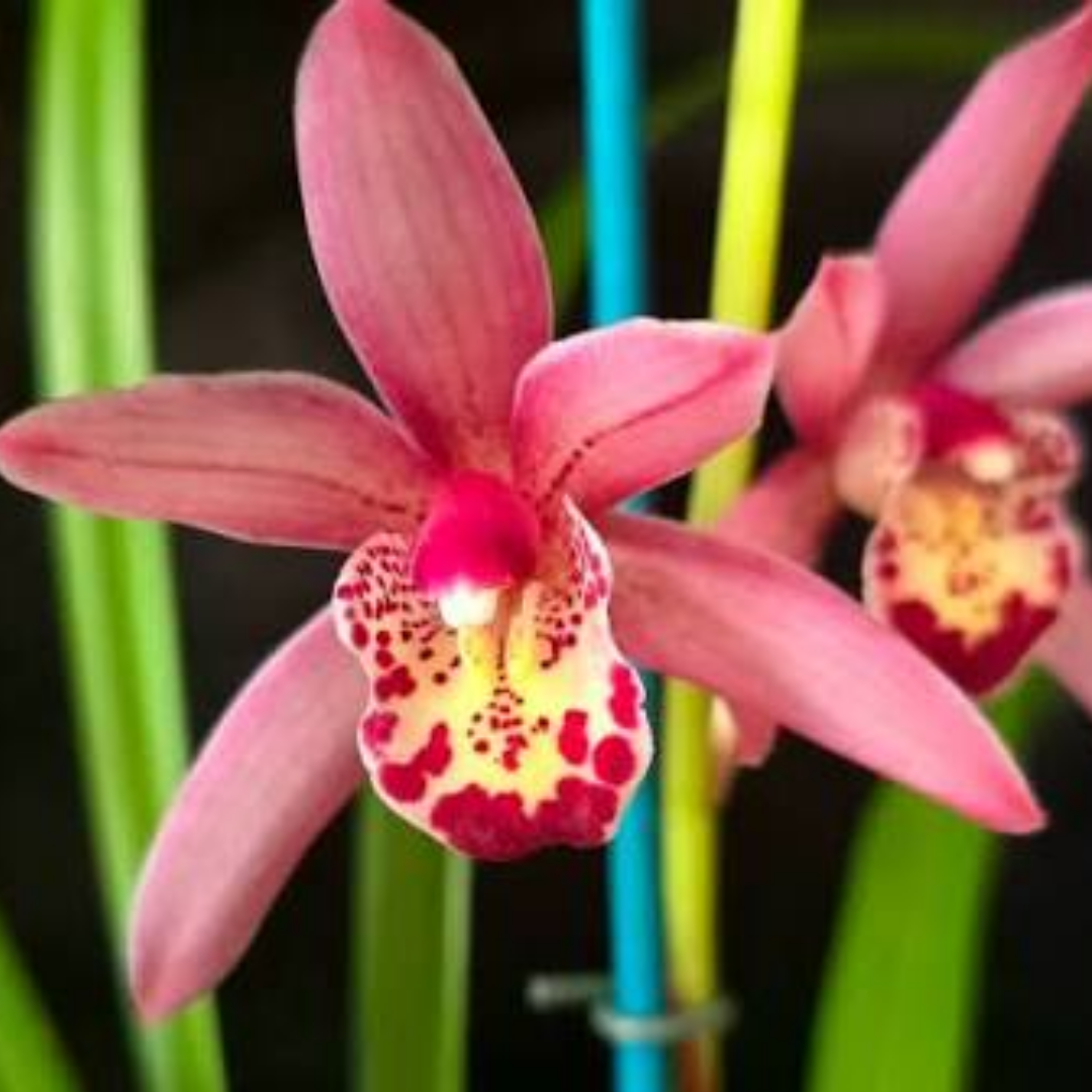 Cymbidium miss saigon sedona