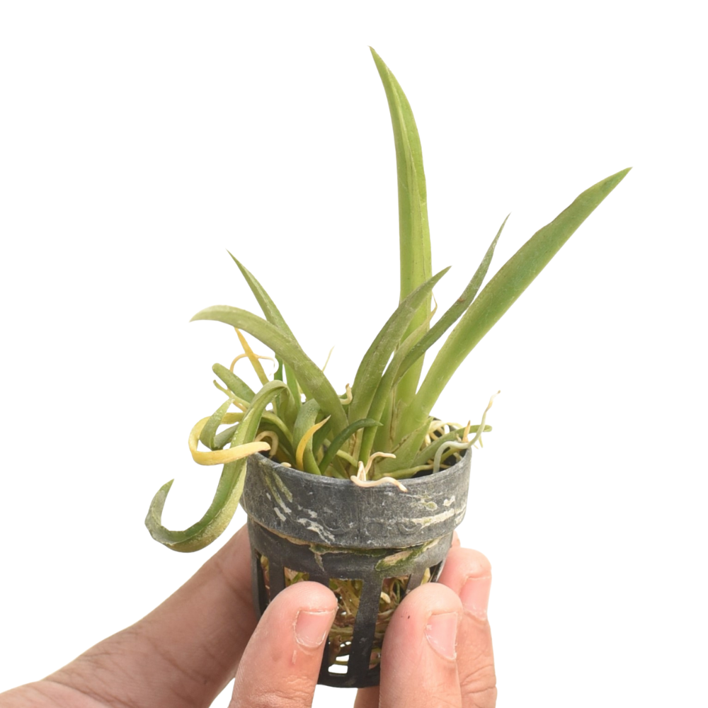 Tolumnia Jairak Raibow 'Hot Pink'